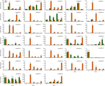 Pumpkin (Cucurbita moschata) HSP20 Gene Family Identification and Expression Under Heat Stress